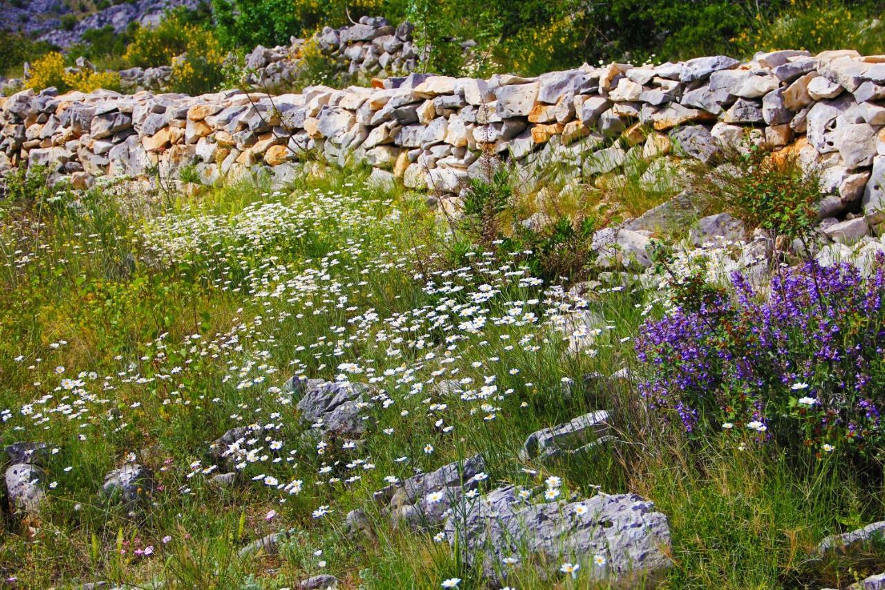 Zlatno Sunce In The Hills Near Trogir Vrsine