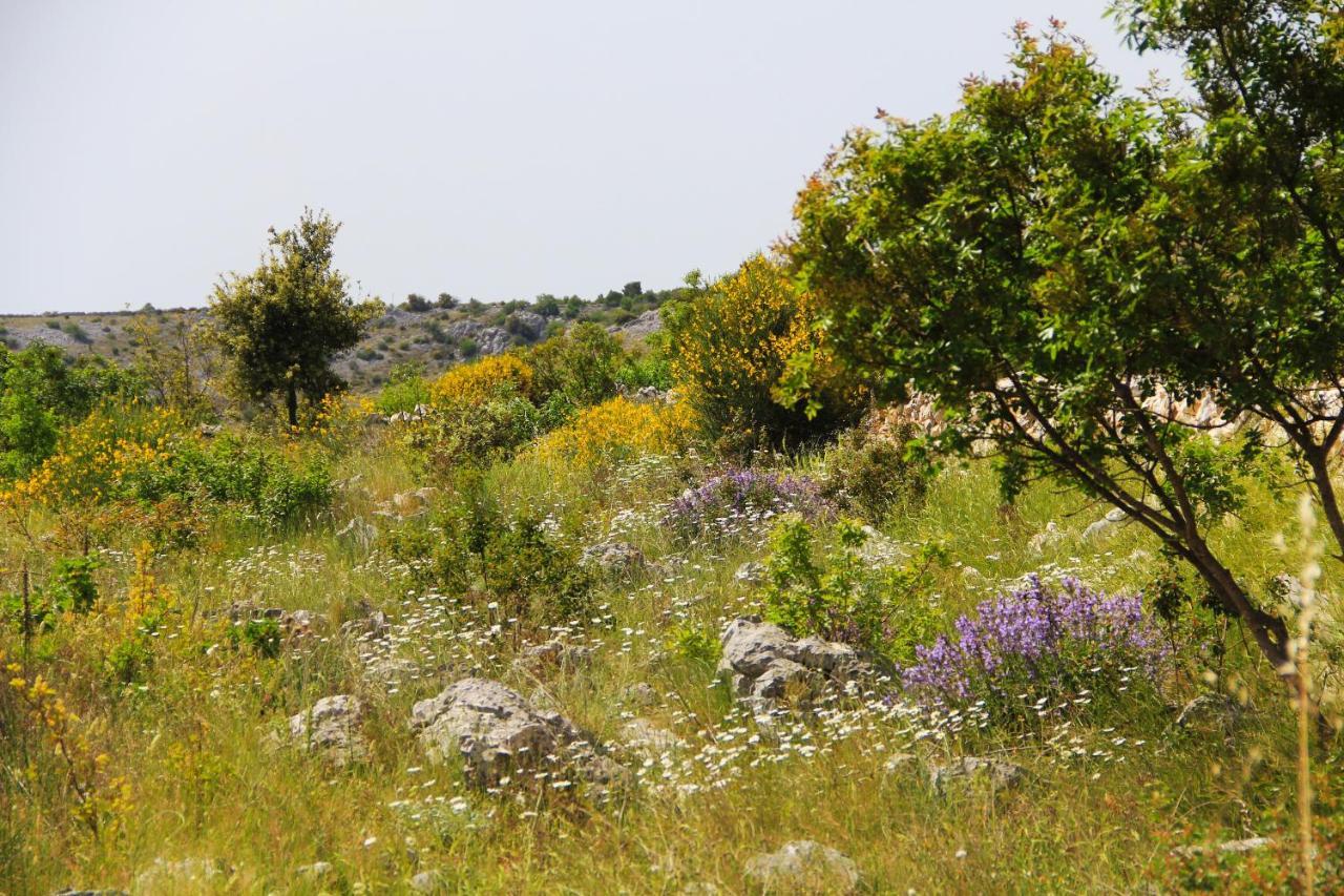 Zlatno Sunce In The Hills Near Trogir * Vrsine