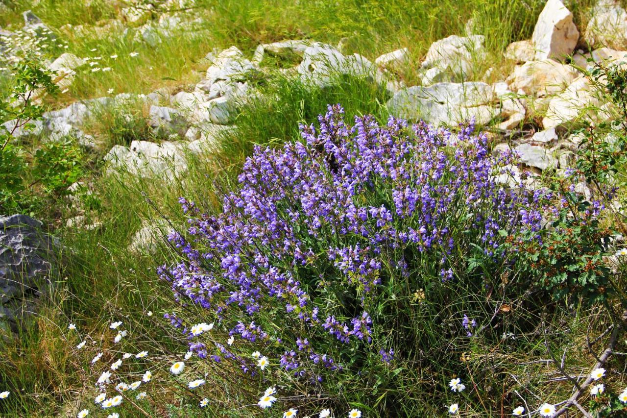 Zlatno Sunce In The Hills Near Trogir * Vrsine