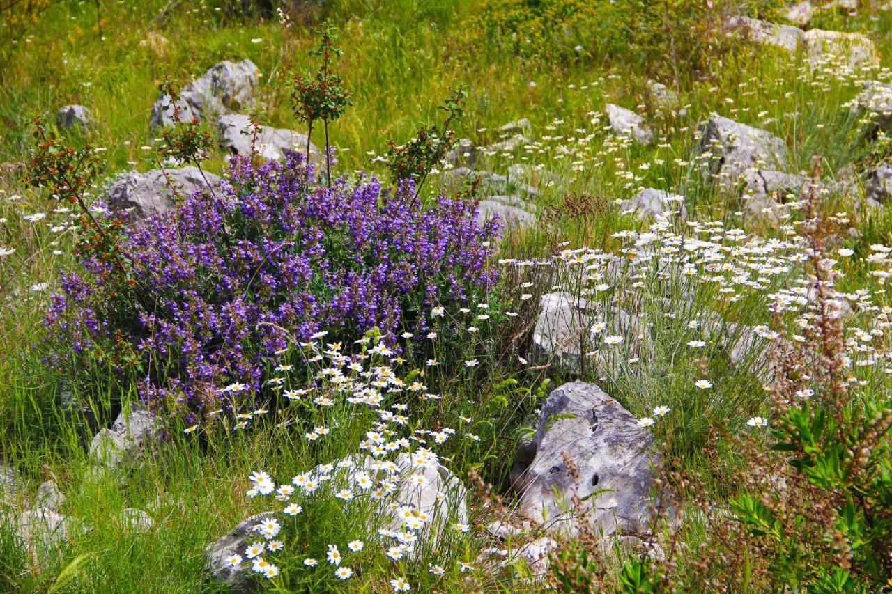 Zlatno Sunce In The Hills Near Trogir Villa